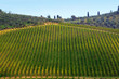 Foto: San Gimignano, vigneti San Gimignano, vigneti