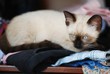 chaton siamois jouant