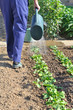 jardinier arrosant ses plantations