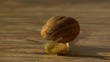 walking snail