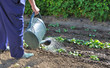 arrosage du potager