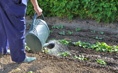 Photo: arrosage du potager arrosage du potager