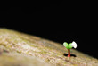 kleine pflanze auf baum