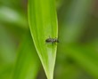 Photo: carabe pourpré sur feuille de lilium carabe pourpré sur feuille de lilium