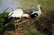 Storks in the nest