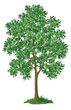 Maple tree and green grass