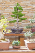 Larch Bonsai