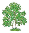 Lilac tree and green grass