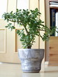 jade plant