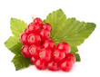 Foto: Red currants and green leaves still life Red currants and green leaves still life