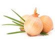Photo: Onion vegetable Onion vegetable
