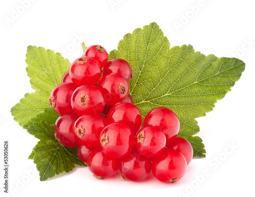 Photo: Red currants and green leaves still life Red currants and green leaves still life