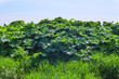 Photo: Hog weed. Hog weed.