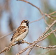 House Sparrow, Passer domesticus