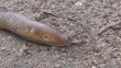 The slug