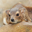 Photo: Funny animal portrait of The Rock Hyrax (Procavia capensis). Funny animal portrait of The Rock Hyrax (Procavia capensis).