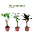 Small trees in pots isolated on white