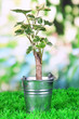 Small tree in bucket on grass on natural background