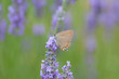 Papillon: Polyommatus icarus