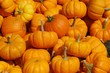 Bunch Of Pumpkins Bunch Of Pumpkins