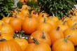 Pumpkin Patch Pumpkin Patch