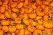 Small Pumpkin Patch Small Pumpkin Patch