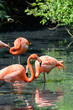 Fenicotteri rossi - Phoenicopterus ruber