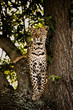 Leopard on the lookout.