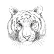 Tiger Face, Vector