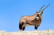 Oryx grazing in the desert