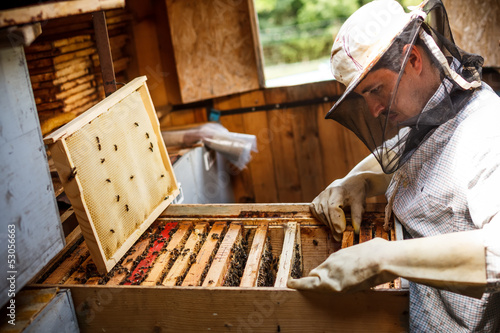 Photo: Working apiarist Working apiarist