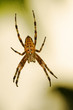 Kreuzspinne