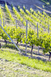 Monferrato early vineyard in springtime color image