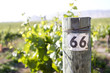 Vineyard in Edna Valley