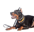 Doberman dog portrait