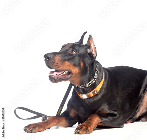Photo: Doberman dog portrait Doberman dog portrait