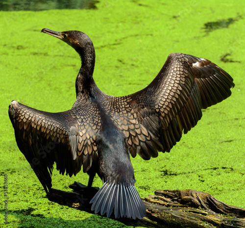 Photo: Cormorano Cormorano