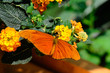 Farfalla Dryas iulia