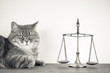 Scales and cat on a table. Vintage sepia photo