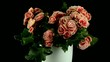 Pink begonia plant