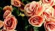 Pink begonia plant