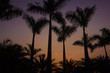 Coconut Tree on Dusk