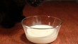 cat  drinking  milk