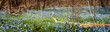 Carpet of blue flowers in spring forest