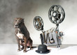 Foto: Dog and cinema Dog and cinema