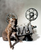 Foto: Dog and cinema Dog and cinema