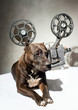 Foto: Dog and cinema Dog and cinema