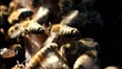 Video: Bees ventilate Bees ventilate
