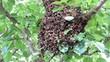 Video: Swarming bees Swarming bees