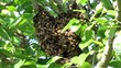 Video: Swarming bees Swarming bees